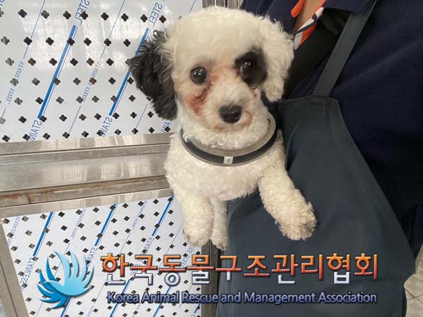 종료(반환) 푸들의…